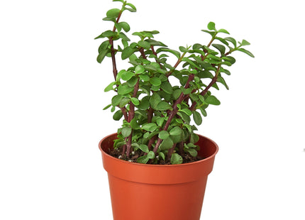 Succulent 'Elephant Bush'