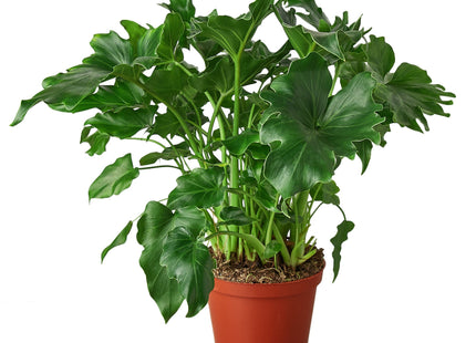 Philodendron ‘Little Hope'