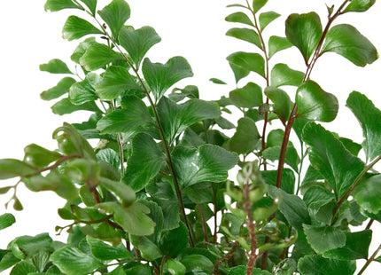 Mahogany Fern