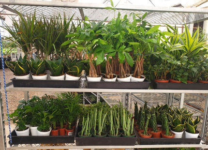 1 Mystery Plant Monthly Subscription Box
