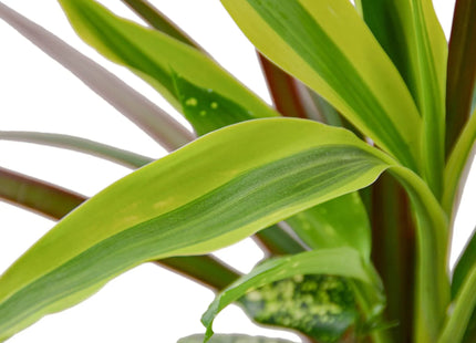 Dracaena 'Combo'