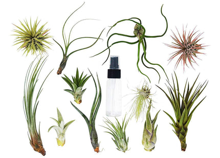 Tillandsia Air Plant Variety Pack w/ Spray Bottle
