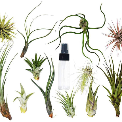 Tillandsia Air Plant Variety Pack w/ Spray Bottle