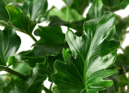 Philodendron ‘Little Hope'
