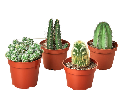 4 Cacti Variety Pack - 4.0" Pot