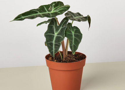 Alocasia Polly 'African Mask'