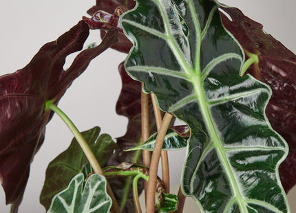 Alocasia Polly 'African Mask'