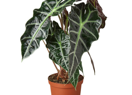 Alocasia Polly 'African Mask'