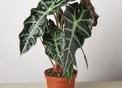 Alocasia Polly 'African Mask'