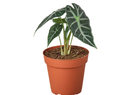 Alocasia Amazonica 'Bambino'