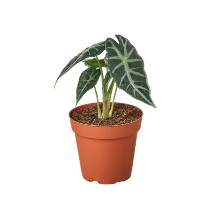 Alocasia Amazonica 'Bambino'