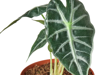 Alocasia Amazonica 'Bambino'