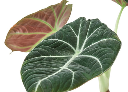 Alocasia Reginula 'Black Velvet'