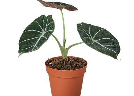 Alocasia Reginula 'Black Velvet'