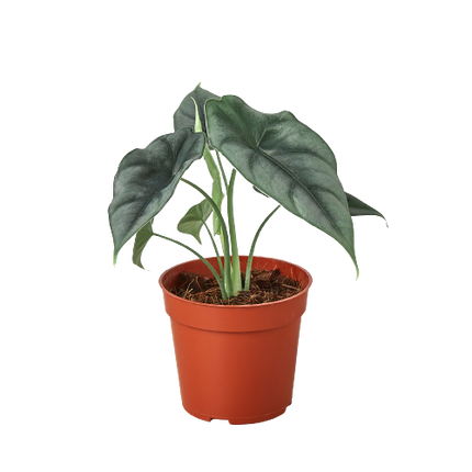 Alocasia Amazonica 'Reversa'