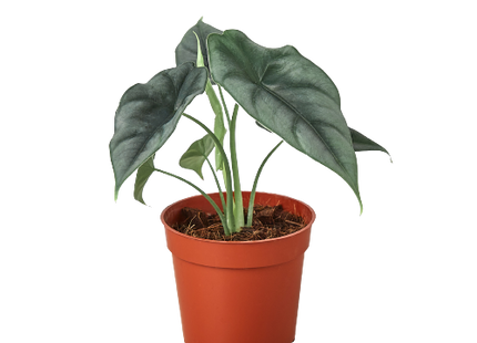 Alocasia Amazonica 'Reversa'