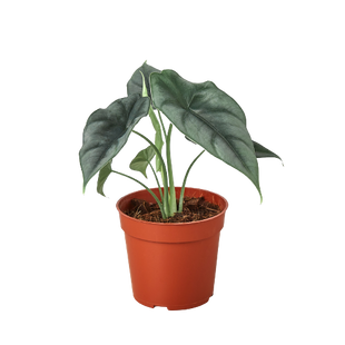 Alocasia Amazonica 'Reversa'