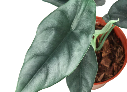 Alocasia Amazonica 'Reversa'