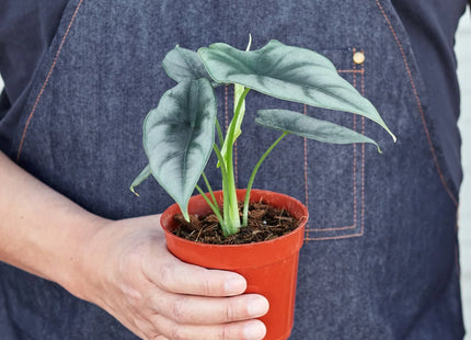 Alocasia Amazonica 'Reversa'
