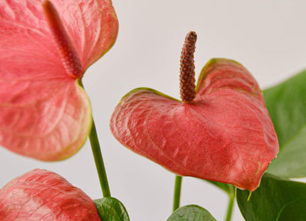 Two pink Anthurium blooms from a 4-inch pot variety pack.