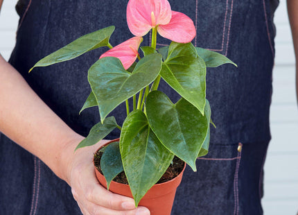 Pink anthurium plant with glossy heart-shaped leaves in a 4-inch pot.