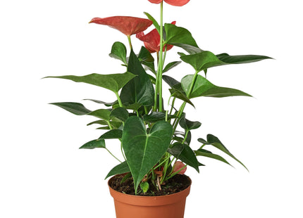 Anthurium 'Pink'