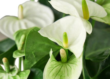 Anthurium 'White'