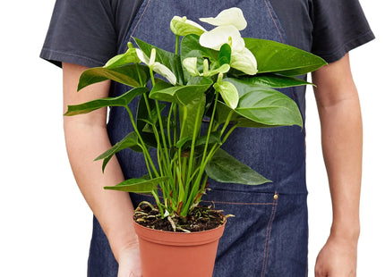 Anthurium 'White'