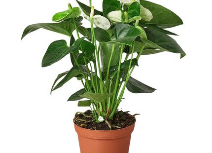 Anthurium 'White'