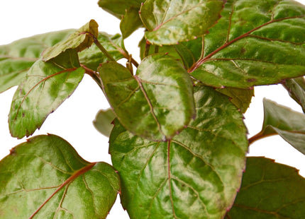 Aralia Fabian Stump 'Polyscias Scutellaria'