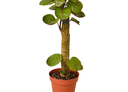 Aralia Fabian Stump 'Polyscias Scutellaria'