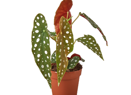 Begonia 'Maculata'