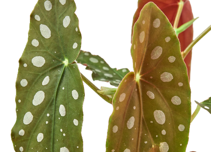 Begonia 'Maculata'
