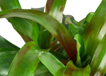 Bromeliad 'Fireball'
