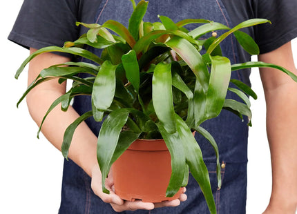 Bromeliad 'Fireball'