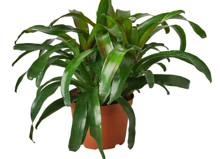 Bromeliad 'Fireball'