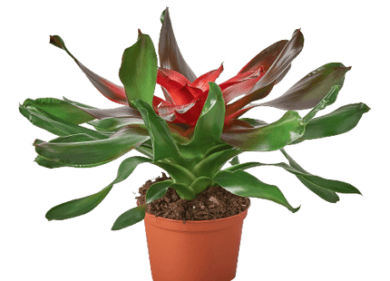 Bromeliad Medusa