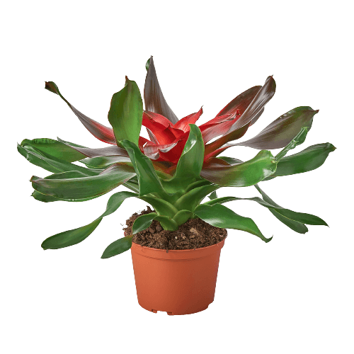 Bromeliad Medusa