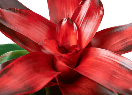 Bromeliad Medusa