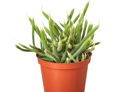 Rat Tail Cactus