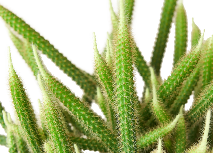 Rat Tail Cactus