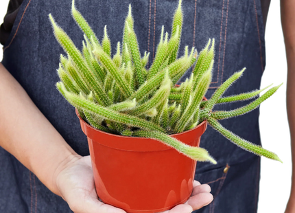Rat Tail Cactus
