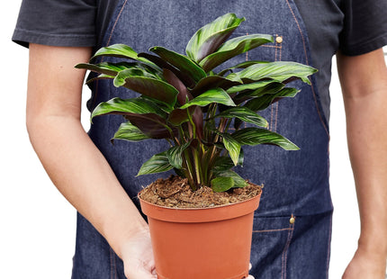 Calathea 'Beauty Star'