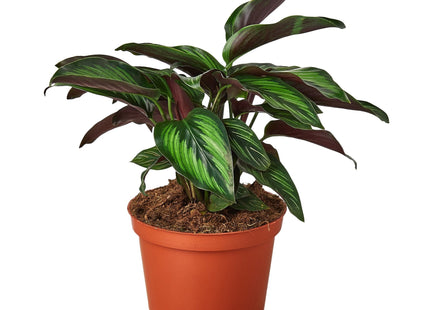 Calathea 'Beauty Star'