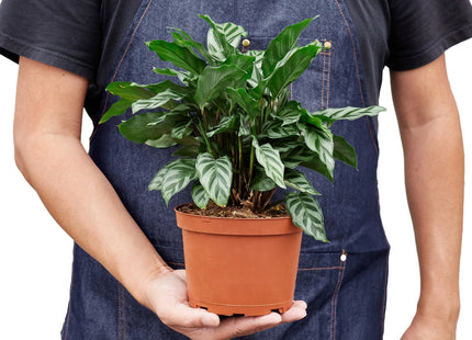 Calathea Concinna 'Freddie'