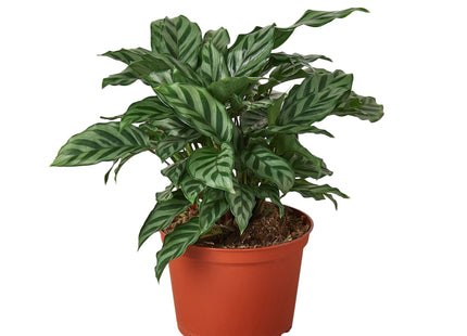Calathea Concinna 'Freddie'