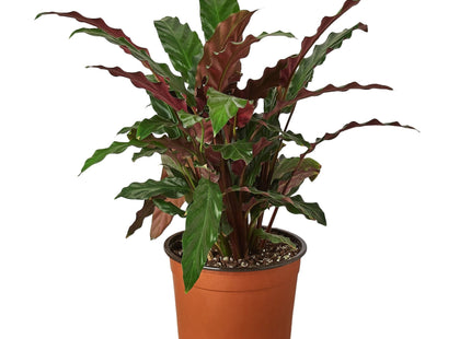 Calathea Rufibarba 'Furry Feather'