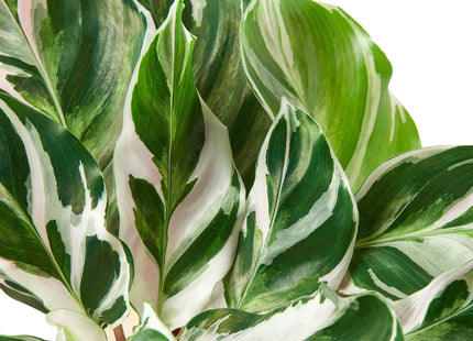 Calathea 'White Fusion'