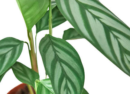 Calathea 'Grey Star'