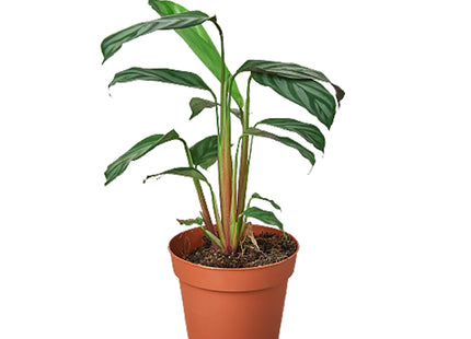Calathea 'Grey Star'